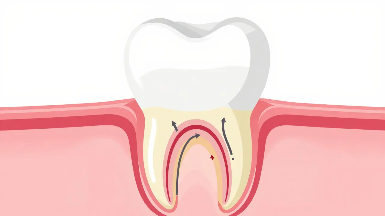 Schéma zubu ukazující nervy a dentinové tubuly
